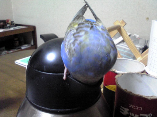 やってましたね!