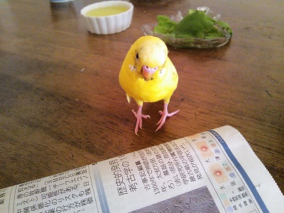 お世話に