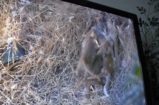 140202_nekoaruki2.jpg