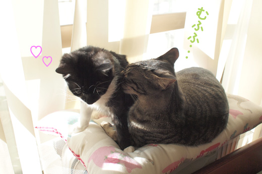 140204-sibamata1.jpg