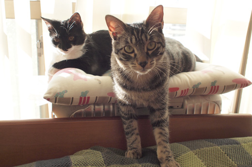 140204-sibamata3.jpg