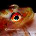 whip goby