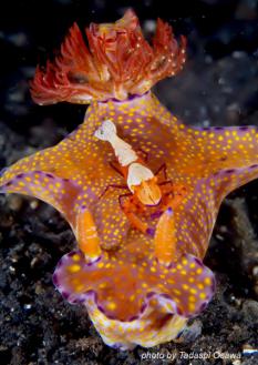 commensal_shrimp