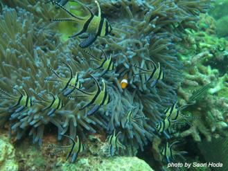 bangai_cardinalfish