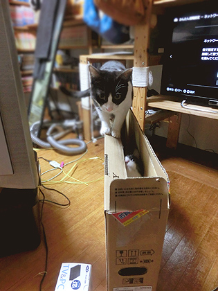 ダンボウォークを楽しむあじゅ、中で楽しんでるのはじぅ