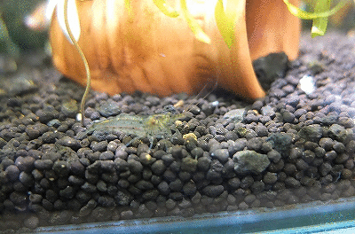 2.gif