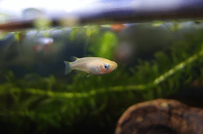 3.gif