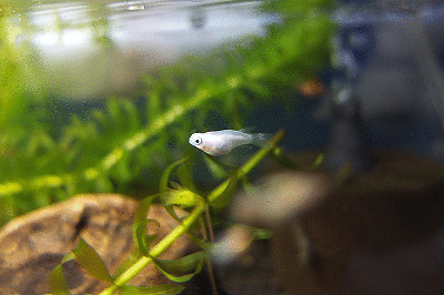 4.gif