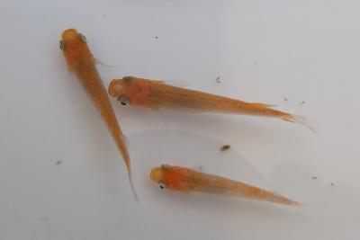 DSCF2797.jpg