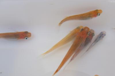 DSCF2807.jpg
