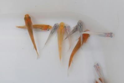 DSCF2817.jpg