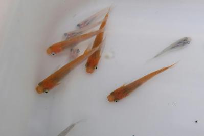 DSCF2818.jpg