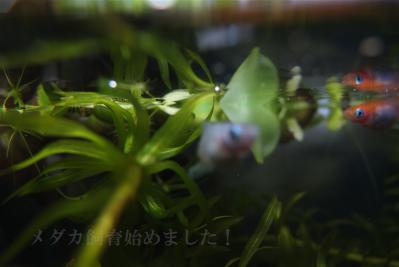 DSCF3517.jpg
