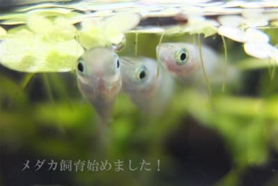 DSCF3550.jpg