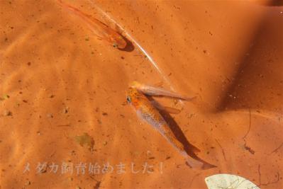 DSCF3607.jpg