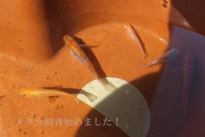 DSCF3641.jpg