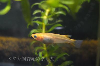 DSCF3721.jpg