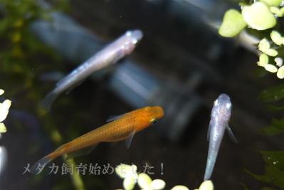DSCF3740.jpg