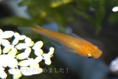 DSCF3742.jpg