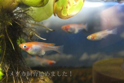 DSCF3749.jpg