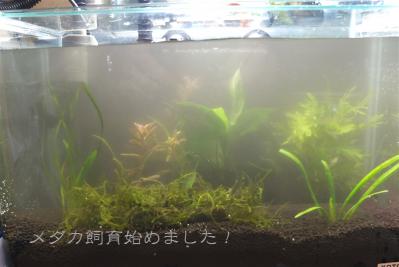 DSCF3770.jpg