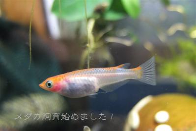 DSCF3813.jpg