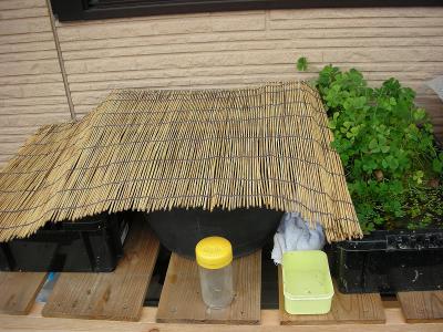 DSCN5034.jpg