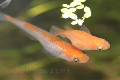 IMG_0306_20121222011616.jpg