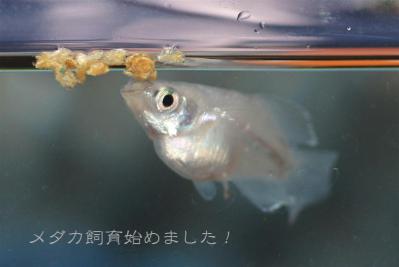 IMG_8339_20130117181617.jpg
