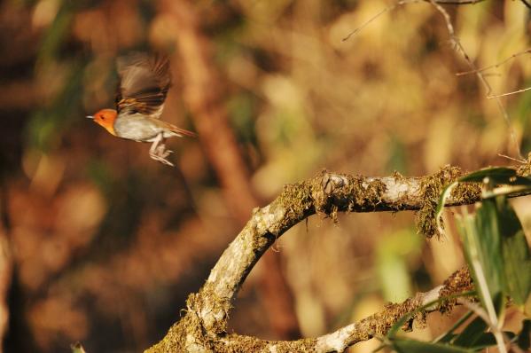 DSC2_9327 (2)