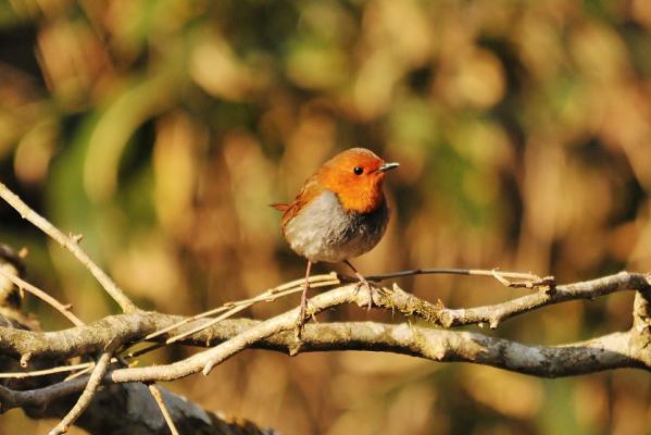 DSC2_9331 (2)