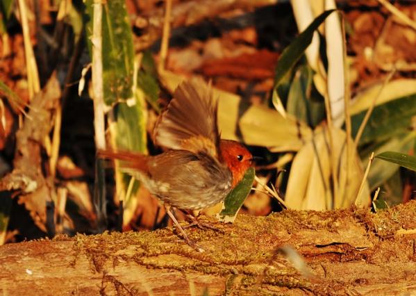 DSC3_8979 (2)
