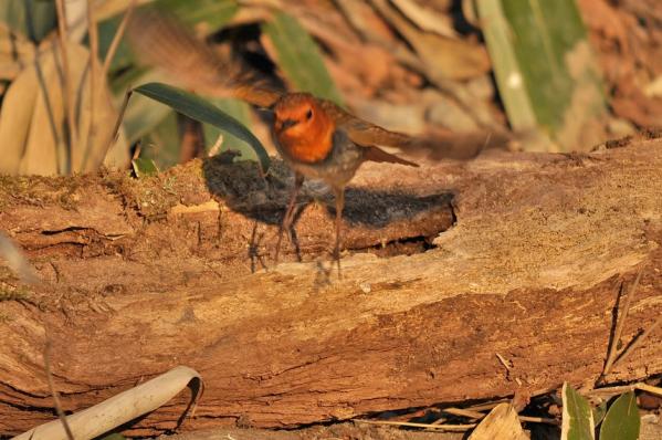 DSC3_8984 (3)