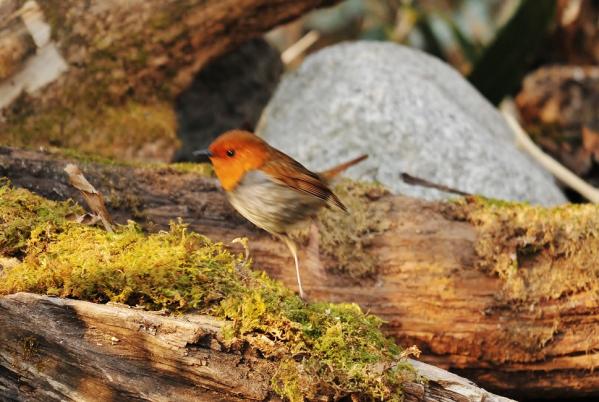 DSC3_9221 (2)