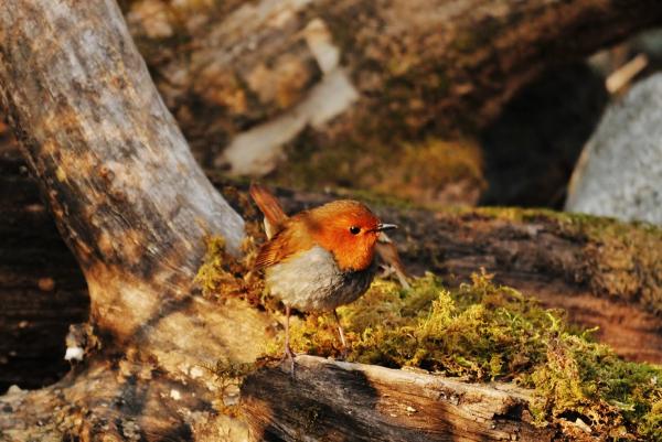 DSC3_9225 (2)
