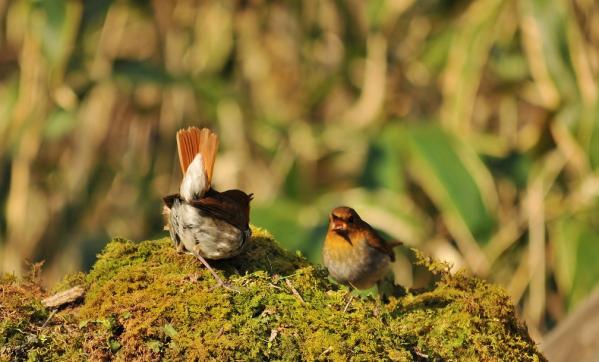 DSC5_9427 (2)