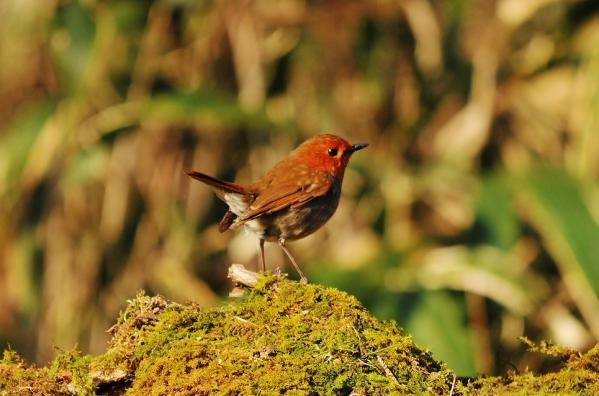 DSC5_9503