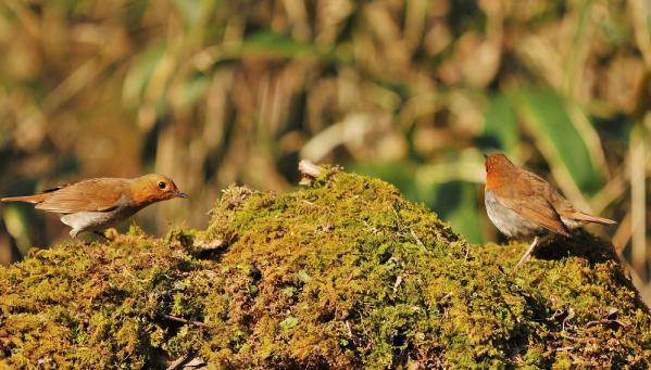 DSC5_9512