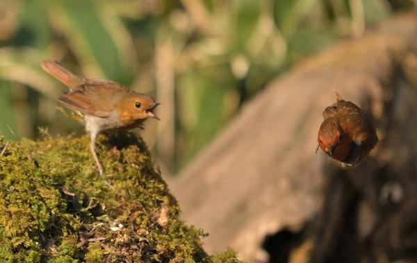 DSC5_9495 (2)