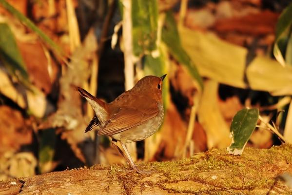DSC7_8990 (2)