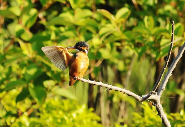 DSC4_0949 (2)