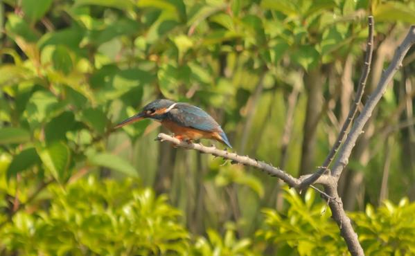 DSC4_1304 (3)