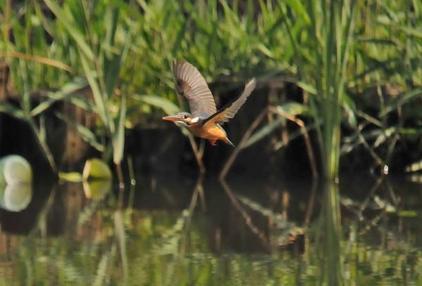 DSC4_1368 (2)