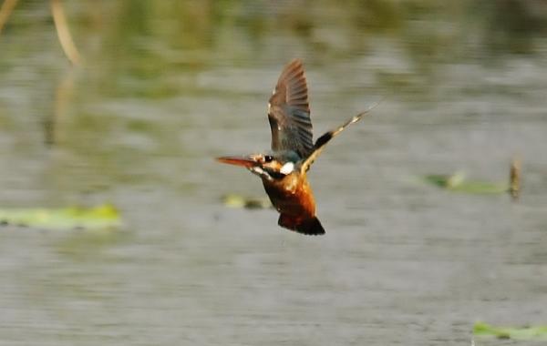 DSC4_1957 (3)