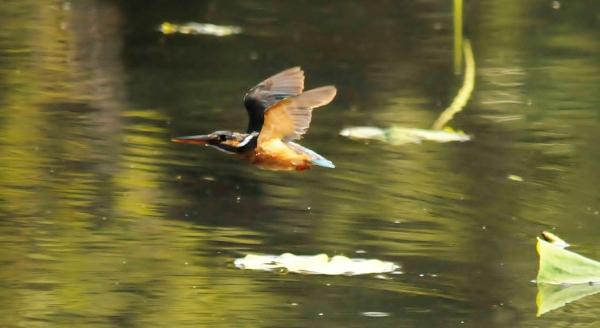 DSC4_1779 (2)