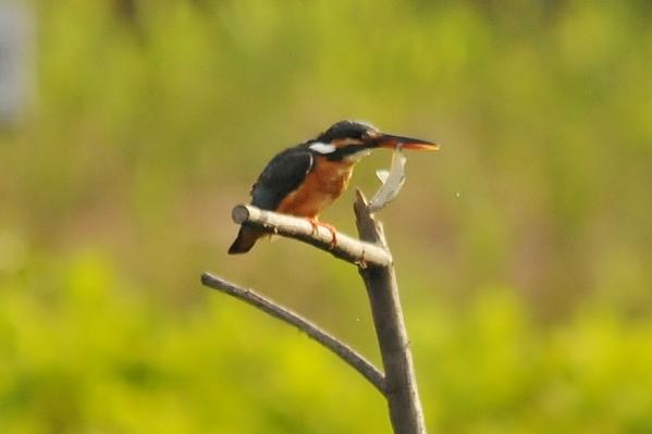 DSC4_2307 (3)