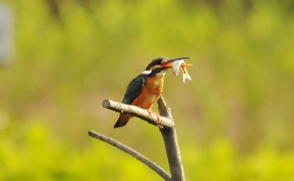 DSC4_2342 (3)