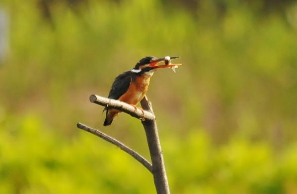 DSC4_2353 (3)