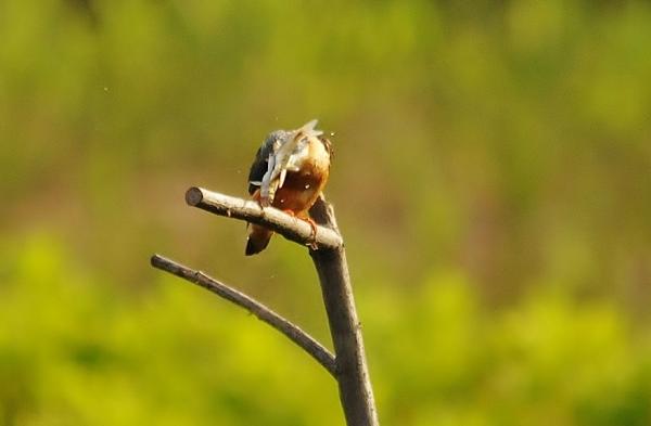 DSC4_2355 (3)