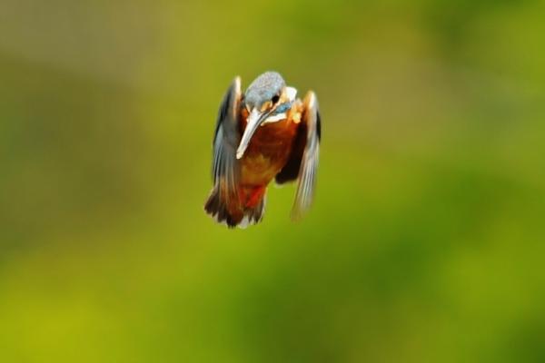 DSC6_2684 (2)